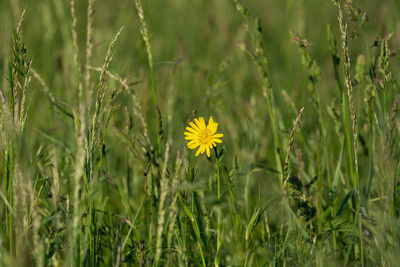 Close-up of yellow flowering plant on field