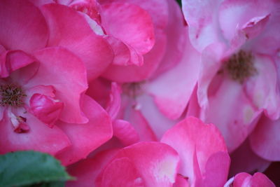 Extreme close up of pink rose