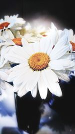 Close-up of white daisy flowers