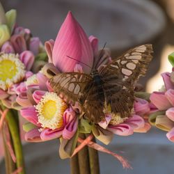 Close-up of butterfly on pink flowers