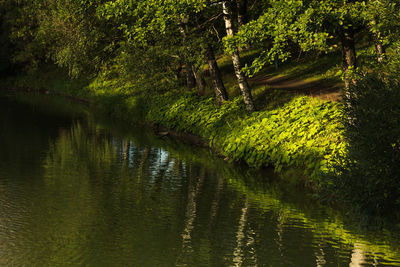 Scenic view of lake in forest