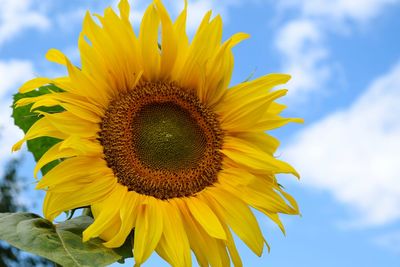 Low angle view of sunflower against sky