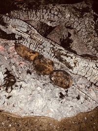 High angle view of dead fish