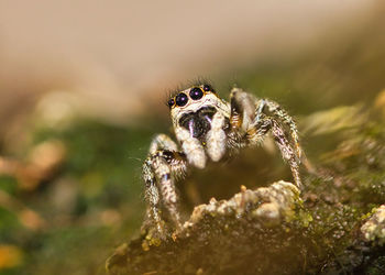 Close-up of spider