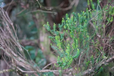 Close-up of lichen growing on tree in field