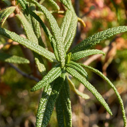 Close-up of fresh green plant