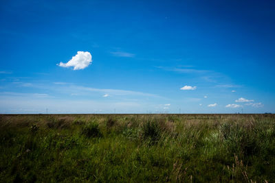 Scenic view of field against blue sky