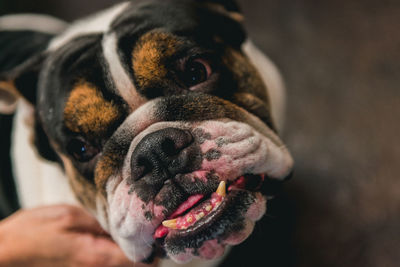 Close-up of person with dog