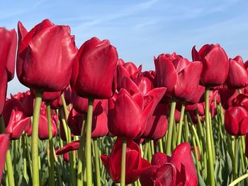 Close-up of pink tulips