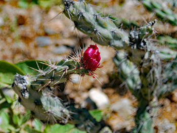Close-up of insect on flower