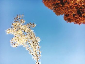 Low angle view of cherry blossoms against clear sky