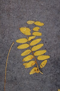 Leaves on road