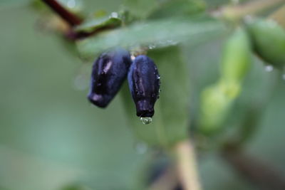 Close-up of wet purple flower