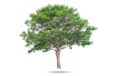 Close-up of tree against white background