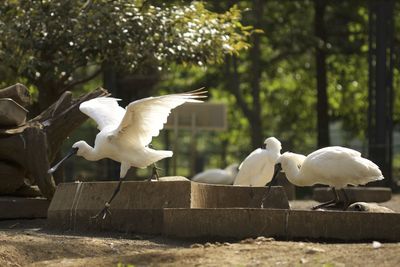 White spoonbills at zoo