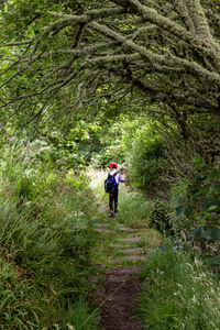 Rear view of man walking in forest