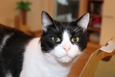 Close-up portrait of cat at home