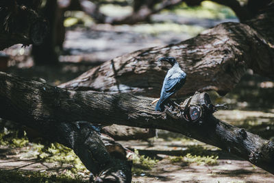 Bird perching on tree trunk