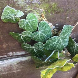 High angle view of plant growing outdoors