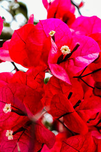 Close-up of red bougainvillea flowers