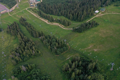 High angle view of trees on field