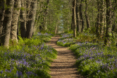 Footpath amidst plants and trees in forest