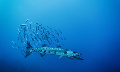 Fish swimming in sea