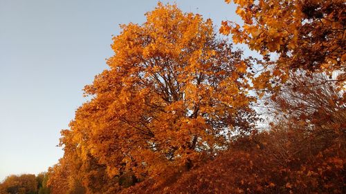 Low angle view of trees