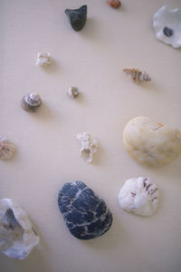 High angle view of shells on table