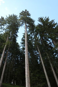 Low angle view of trees in forest against sky