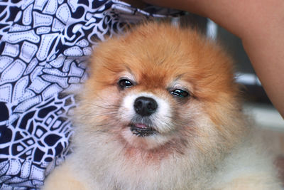 Close-up portrait of dog at home