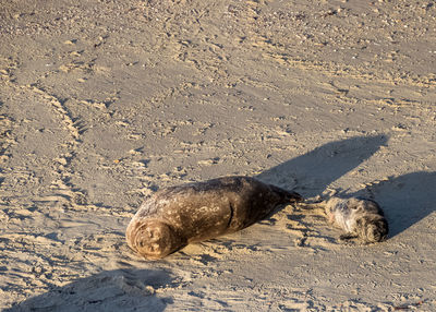 High angle view of horse on sand