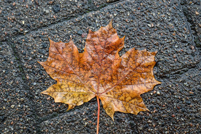 High angle view of maple leaf on street