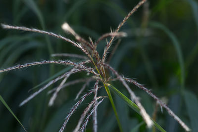 Close-up of plant