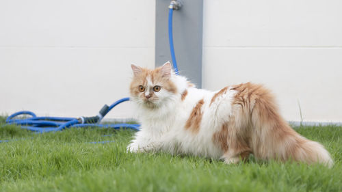 Portrait of cat sitting on grass