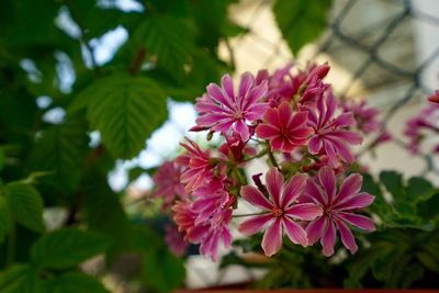 Close-up of pink flowers blooming outdoors