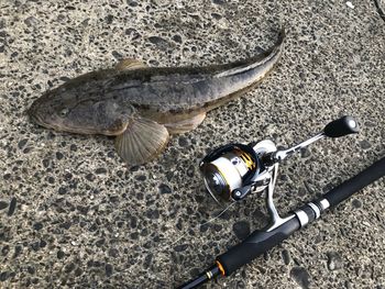 High angle view of fish and rod on road