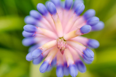 Close-up of purple flowers blooming outdoors