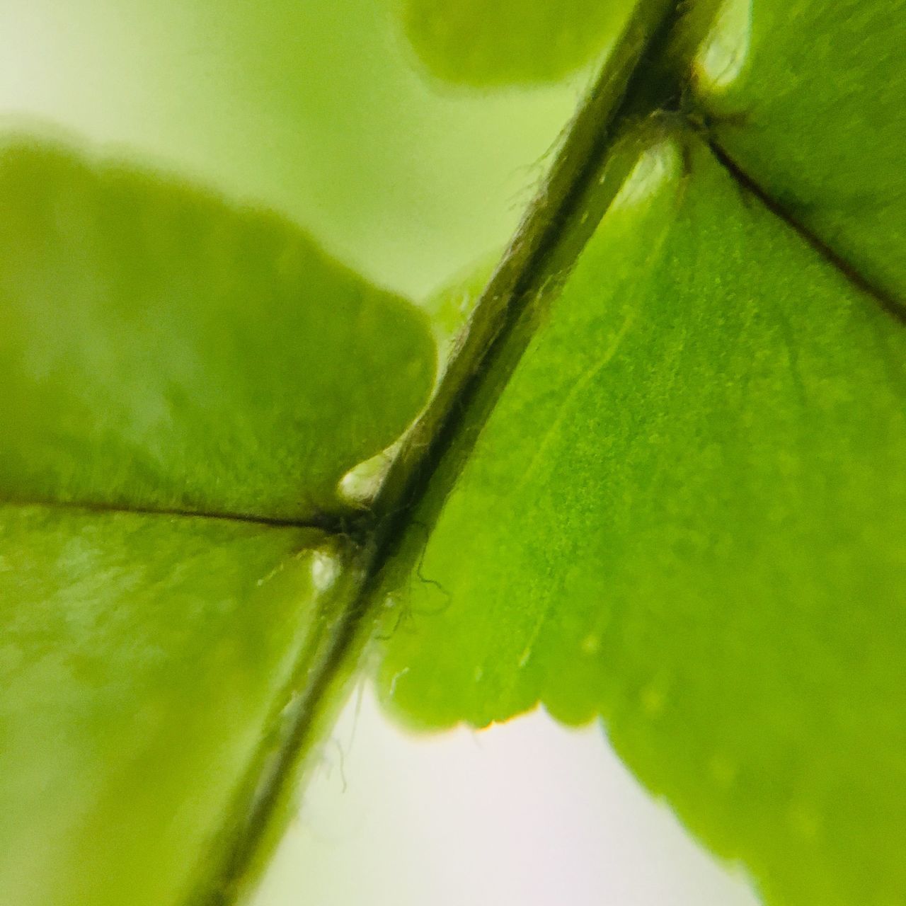 CLOSE-UP OF GREEN LEAF ON PLANT