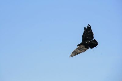 Low angle view of eagle flying against clear blue sky