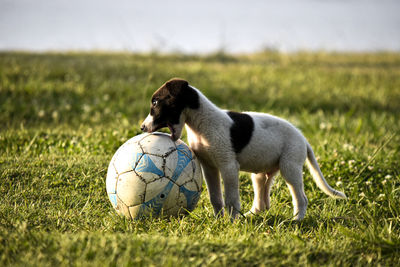 View of a dog on field