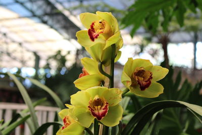 Close-up of yellow flowers blooming on tree