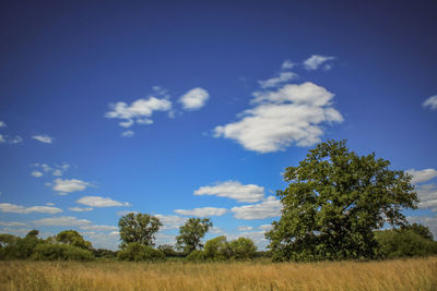 Trees on field against sky