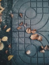 Close-up of autumn leaves