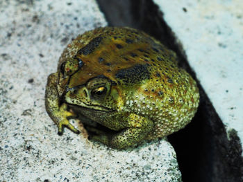 Close-up of frog on rock