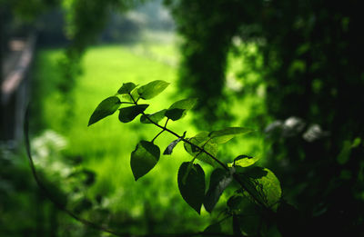 Close-up of berries growing on tree