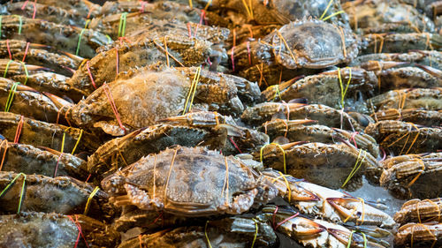 Full frame shot of crabs for sale