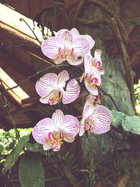 Close-up of flowers blooming outdoors