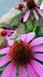 Close-up of bee pollinating on pink flower