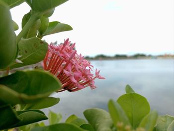 Close-up of pink flowering plant